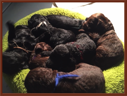 Pups at Two Weeks Old